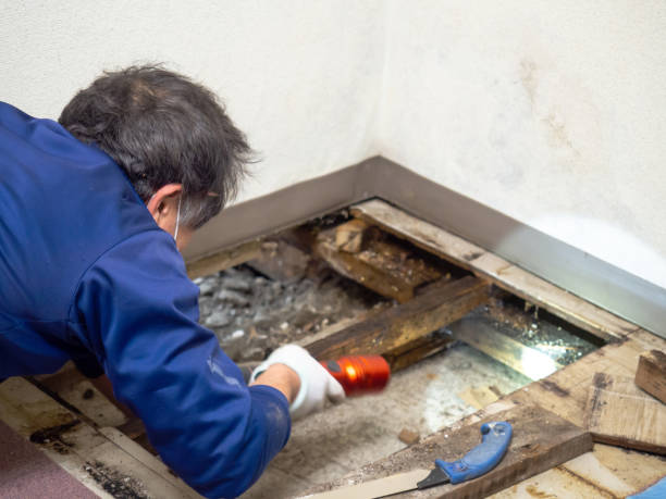 Best Professional Mold Removal  in Lincoln Park, NY
