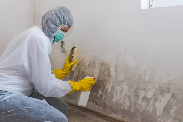 Best Local Mold Removal Service  in Lincoln Park, NY