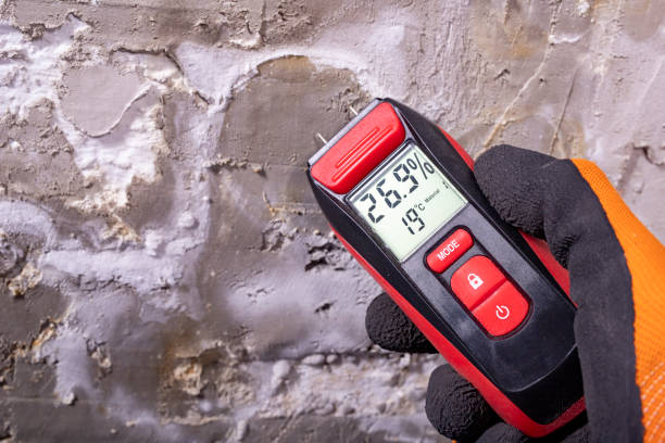 Best Mold Cleaning Services  in Lincoln Park, NY