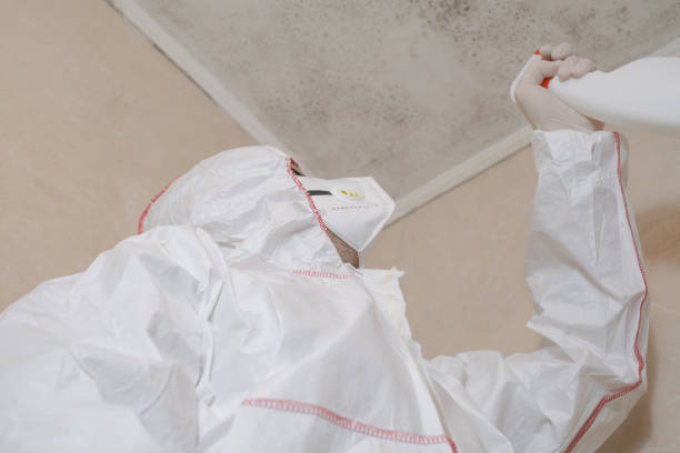 Best Mold Damage Repair  in Lincoln Park, NY