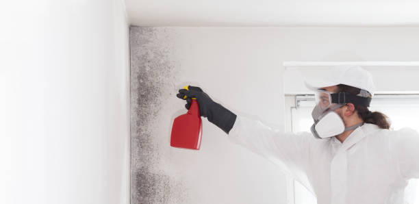 Mold Removal and Inspection in Lincoln Park, NY