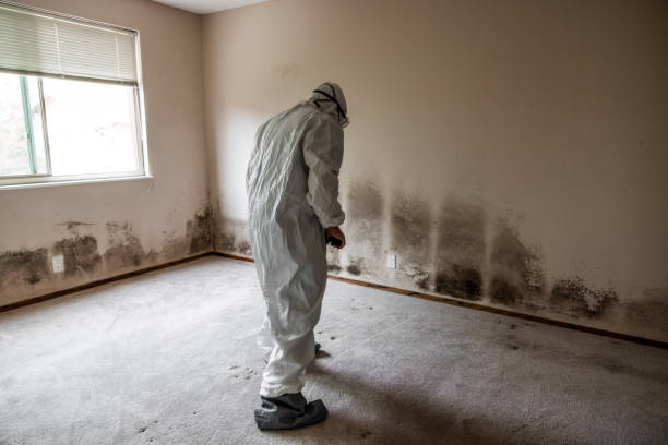 Best Attic Mold Removal  in Lincoln Park, NY