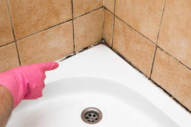 Best Commercial Mold Removal  in Lincoln Park, NY